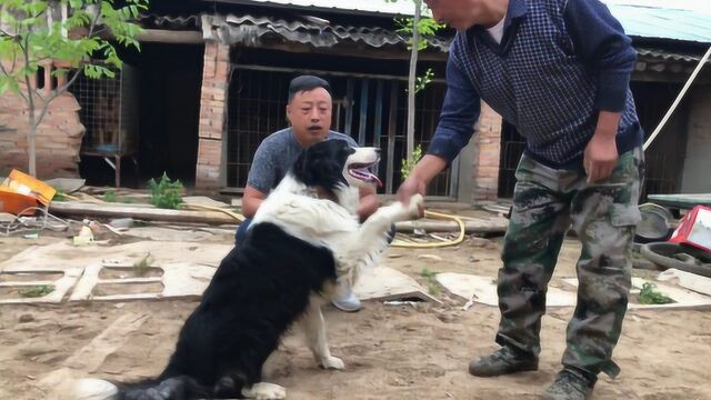 这种牧羊犬最聪明,家里没法养只能送人,刚见面就会讨好新主人