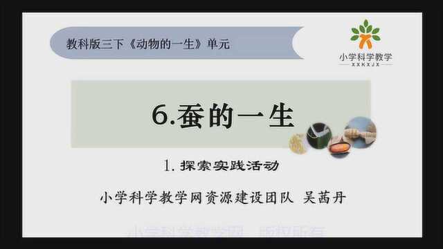 教科版小学科学2020年网课:三下26《蚕的一生》(合辑)