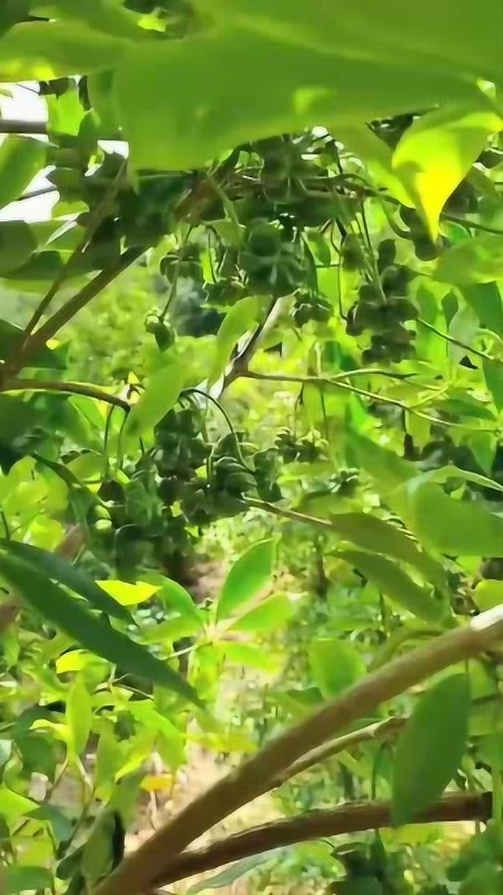 最新八角嫁接,挂果多又早又大,你们见过八角树吗