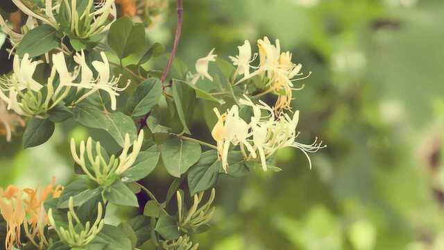 中药一枝花:金银花口服液的功效是什么?感冒、上火、中暑可以用它来预防吗