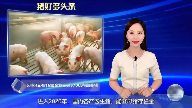 散户市场不断缩减,16家企业狂砸570亿养猪!或已进入深度洗牌期