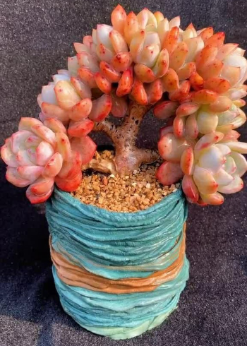 这个橙梦露都长出老桩了,真的是不容易啊,已经养了很久了