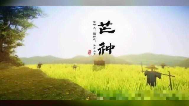 【芒种】杏子黄,麦上场