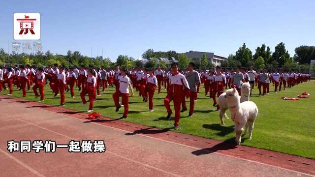 有模有样!北京101中学羊驼组队“巡查”课间操