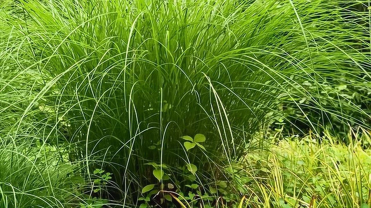 教你芒草中找竹鼠,市场贵 贵州山里发现一种罕见芭芒草,用途多