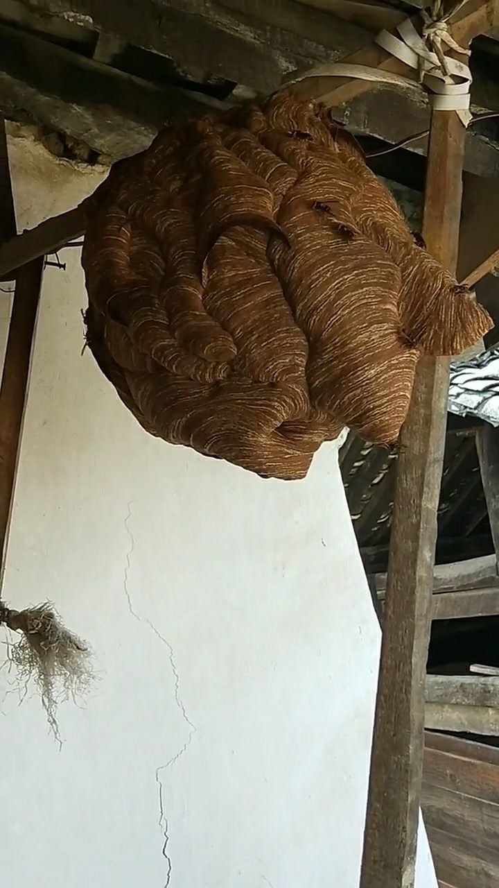 葫芦蜂大蜂包,每一年养出来的效果都特别好!