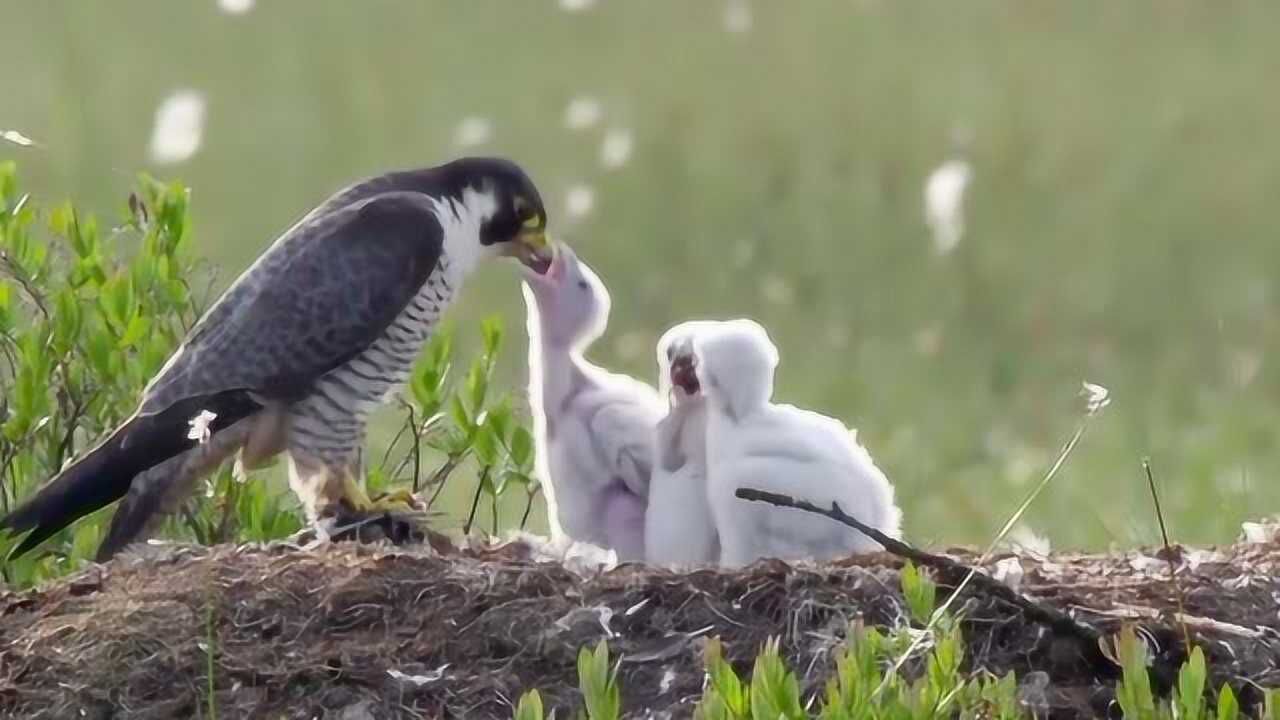 游隼育雏:鸟妈妈总算回来了,三只雏鸟饿得吱吱叫