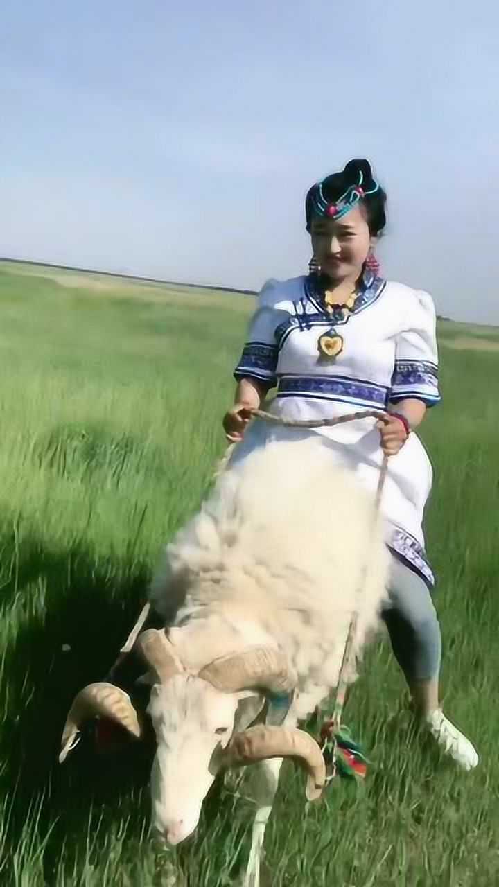 蒙古草原上女子竟骑小羊溜达真怕这羊被她坐死