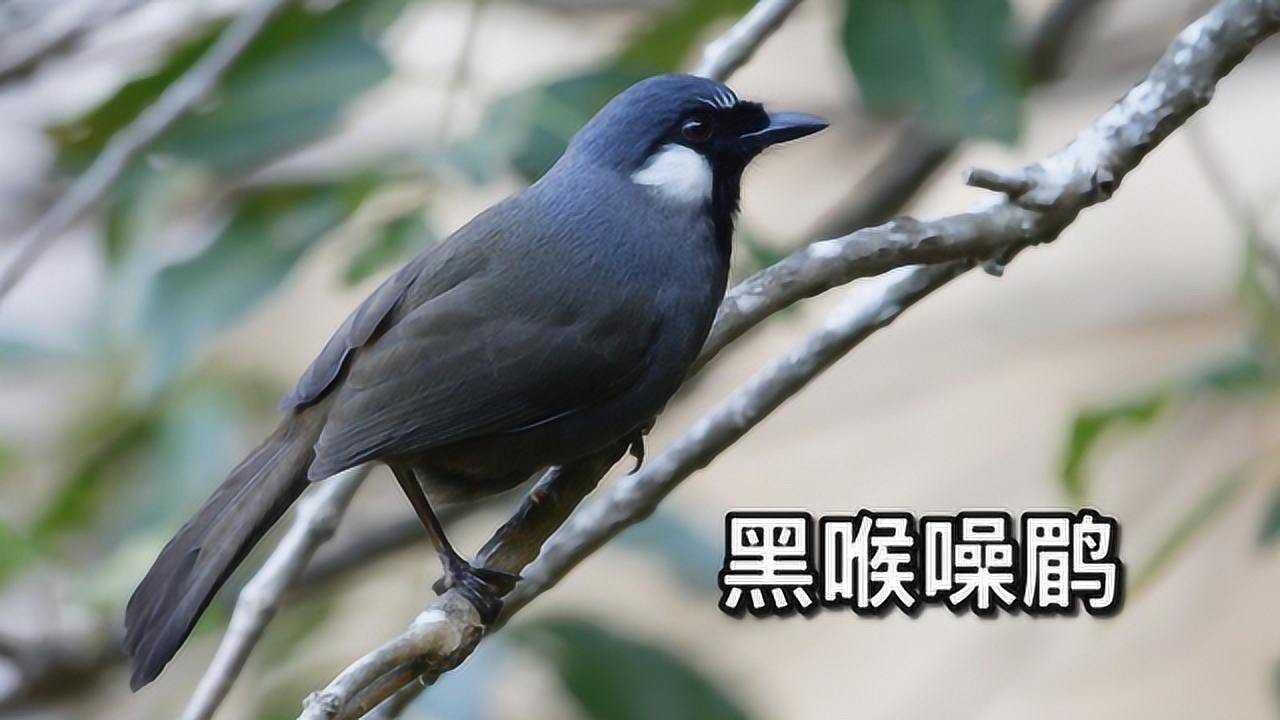 黑喉噪鶥叫聲響亮動聽是著名的籠養鳥之一