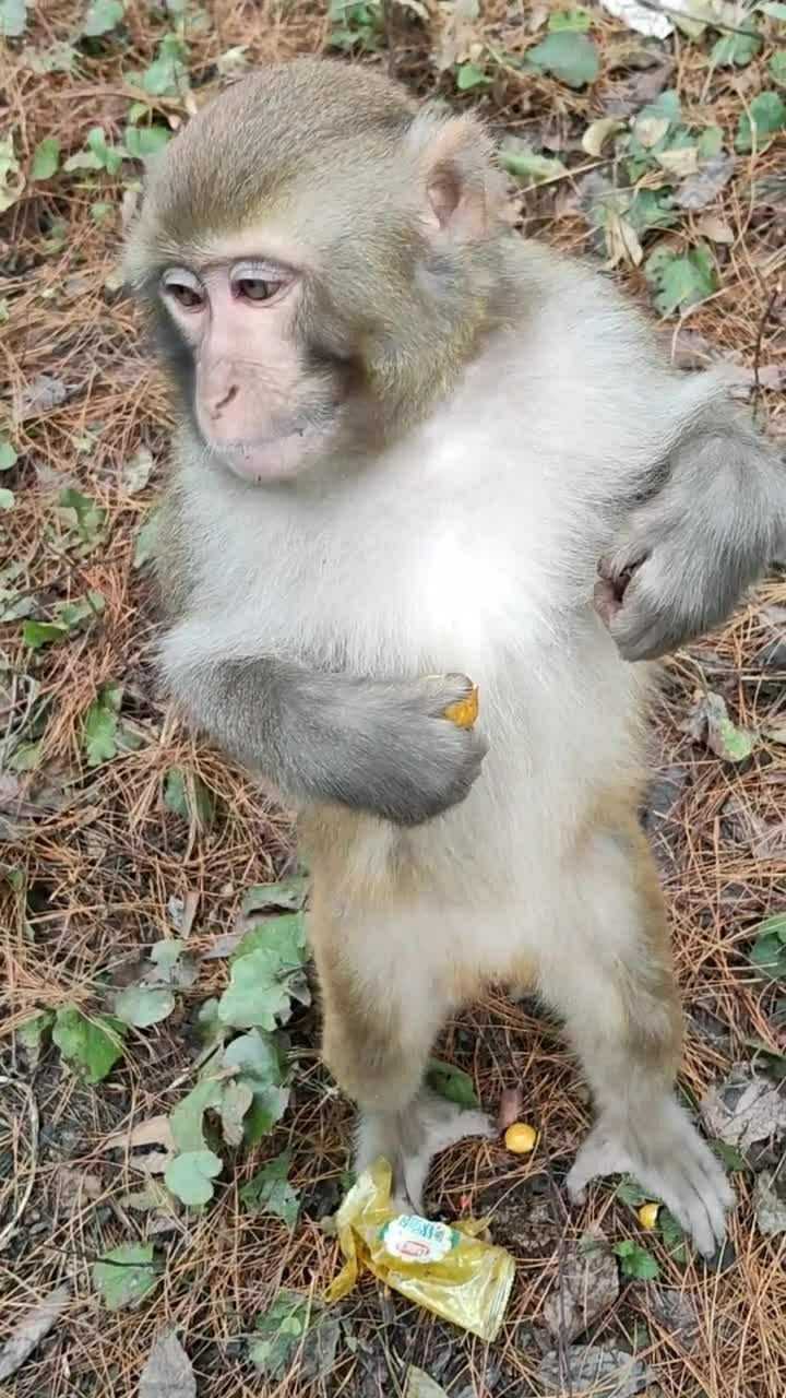 吉吉国王你的脚疼吗这个猴儿看着好聪明啊