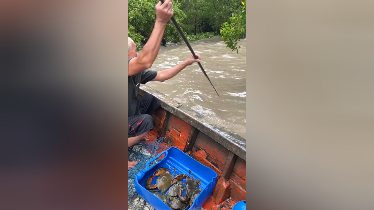 户外钓鱼:老爷子用铁笼捕捉到满满一筐大青蟹