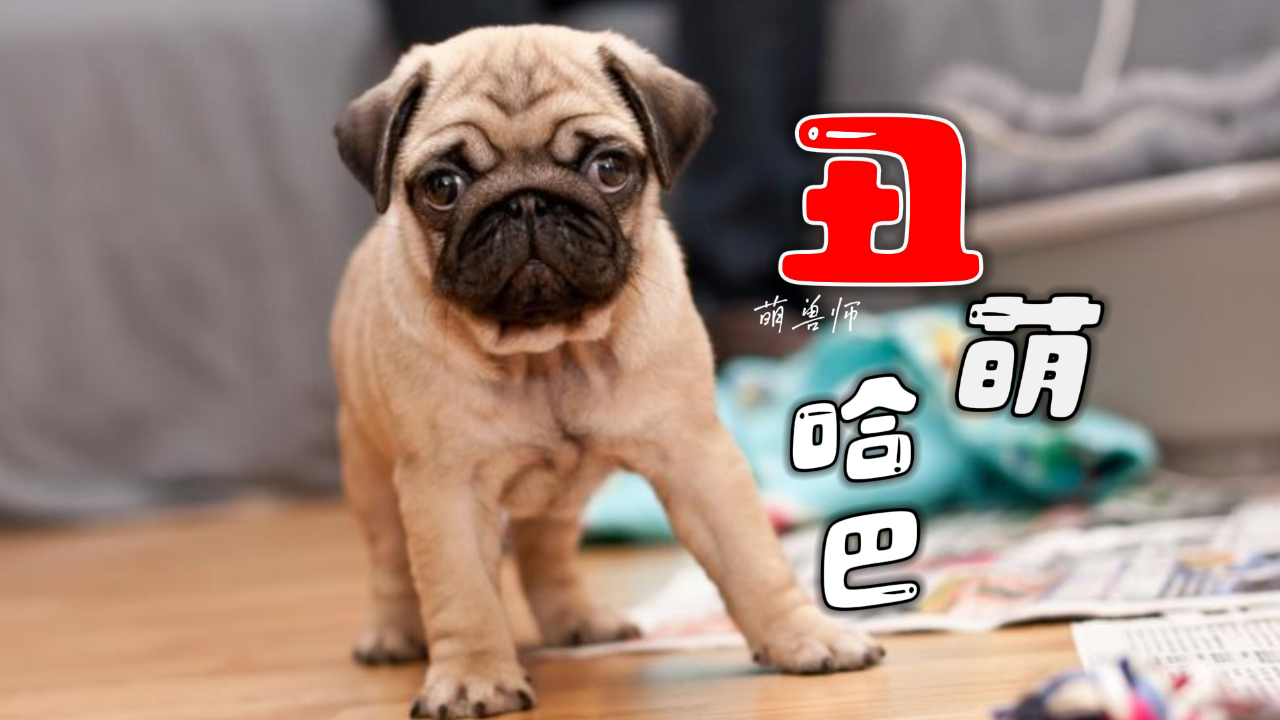 哈巴狗有什么优点,靠丑萌赢得大家喜爱|纪录片