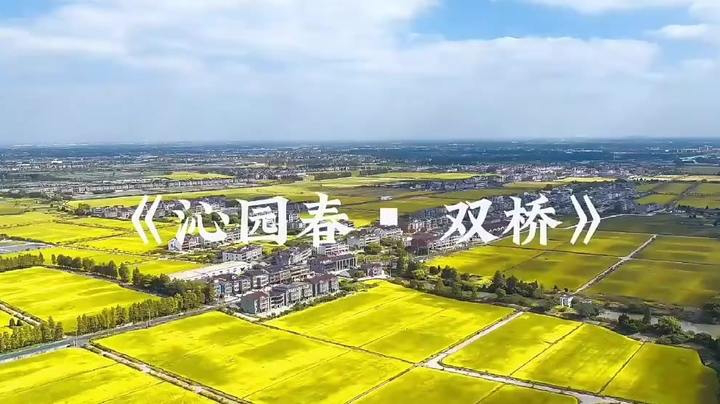 大运河畔 双桥村油菜花开成海