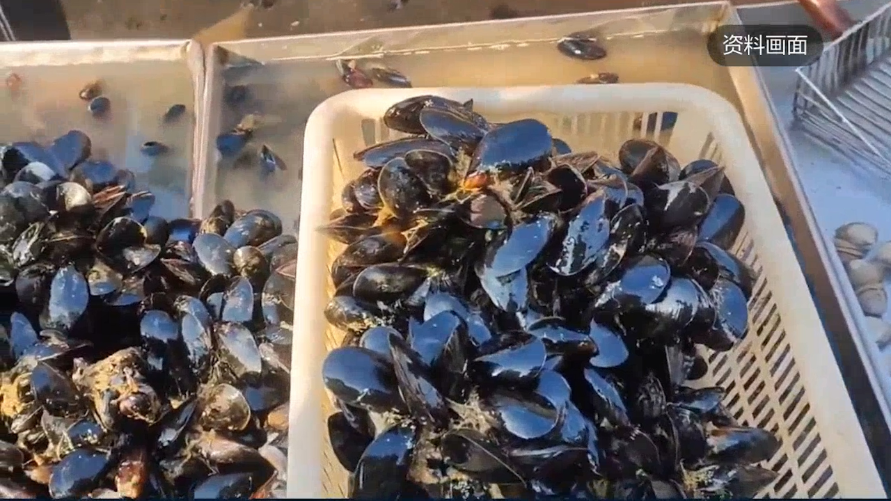 秦皇岛:近期不要食用海虹等贝类,海虹毒素超标 谨防中毒