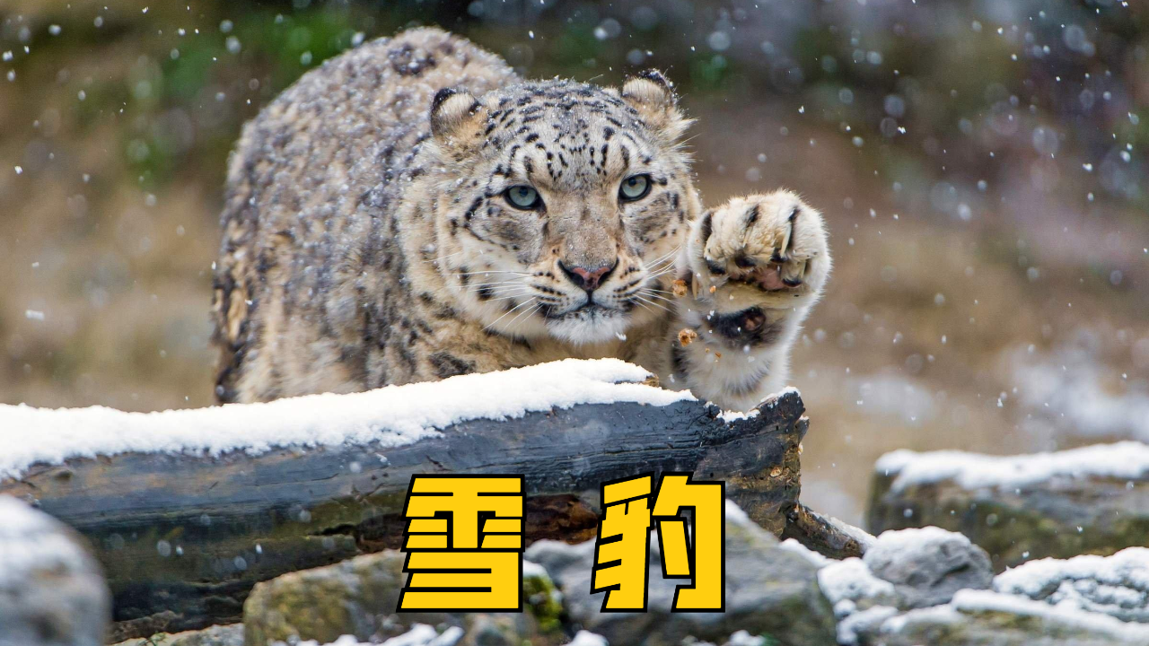 高山之上的掠食者,战斗之王雪豹