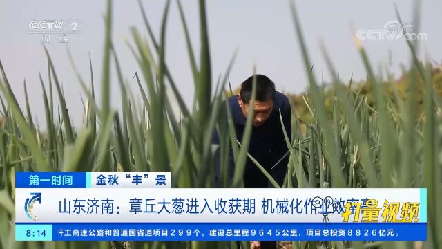 济南:10多万亩章丘大葱进入收获期,机械化作业效率高