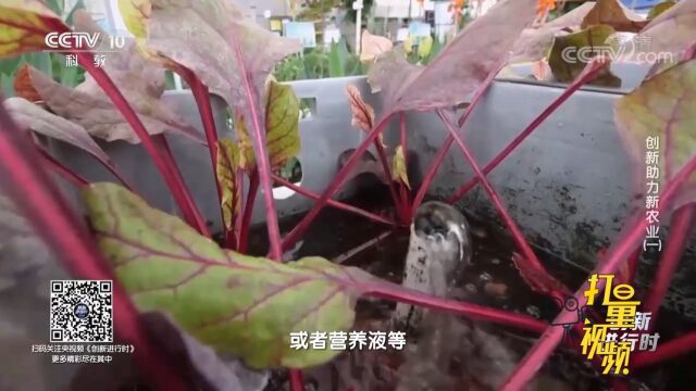 无土栽培就是用基质或营养液等,代替土壤种植蔬菜