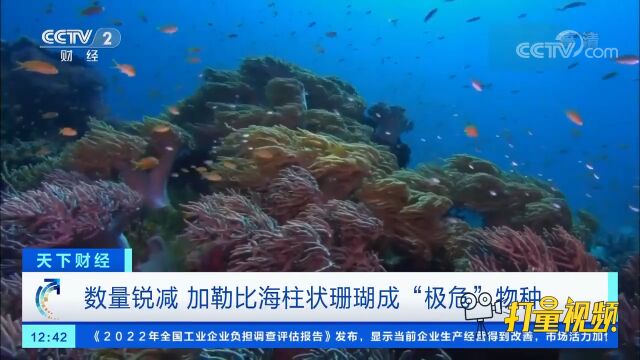 数量锐减,加勒比海柱状珊瑚成“极危”物种