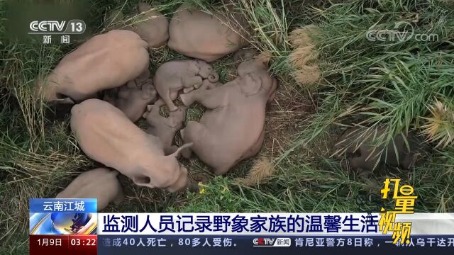 江城:监测人员记录野象生活画面,成年象时刻保护小象,场面温馨