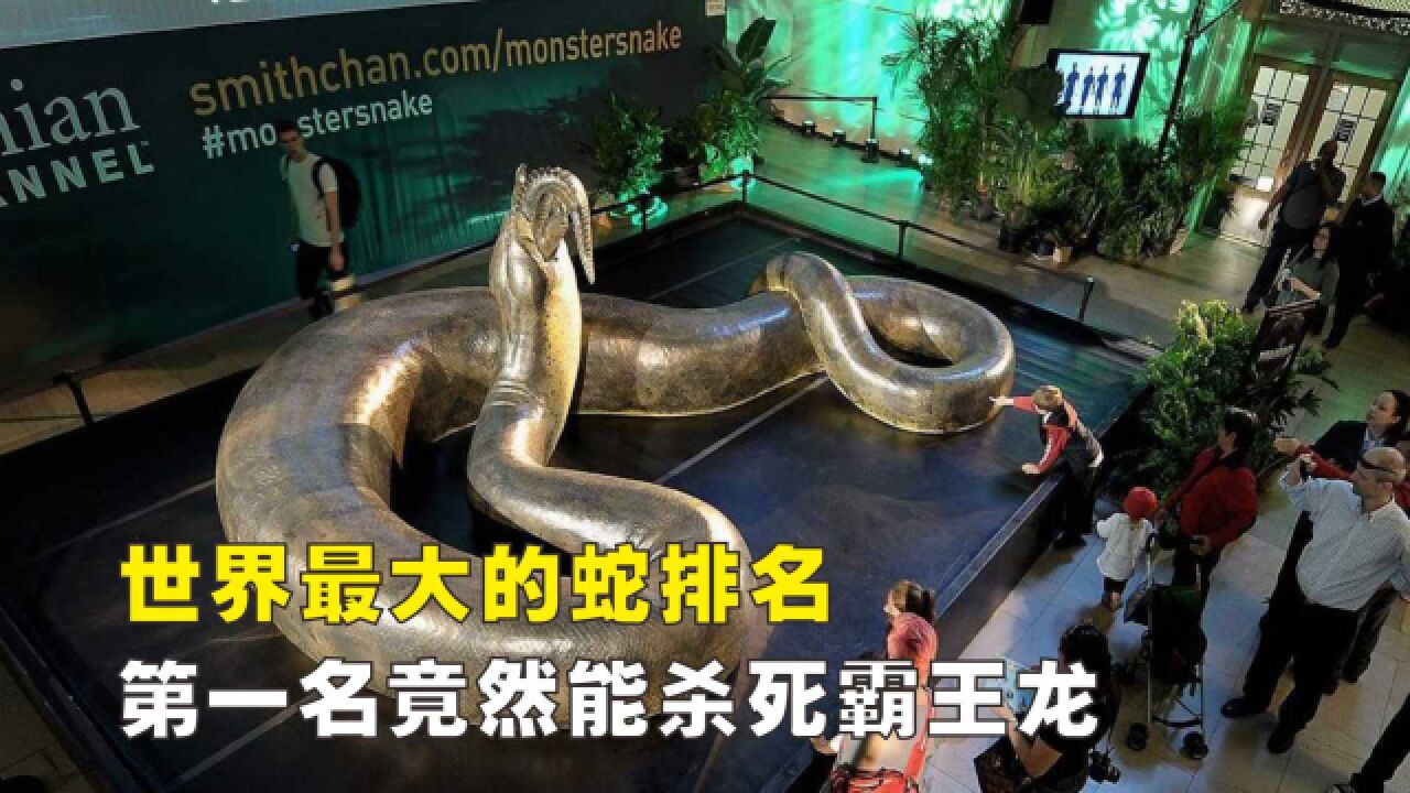 世界最大的蛇有多大？都是有毒性的吗？_高清1080P在线观看平台_腾讯视频