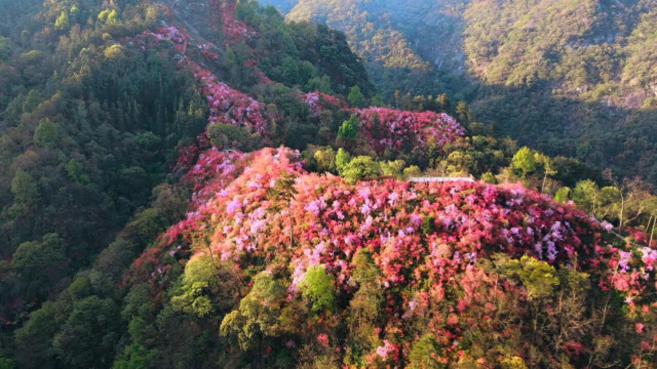 岭上开遍映山红!安徽大别山万壑草木深千山杜鹃红
