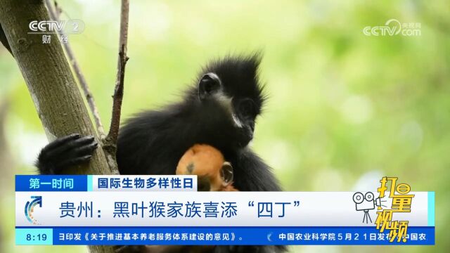 贵州:国家一级重点保护动物黑叶猴家族喜添“四丁”,呆萌可爱