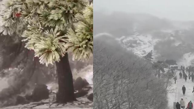 泰山下雪了!漫天飘雪还有唯美雨凇奇观 市民随手拍下现场