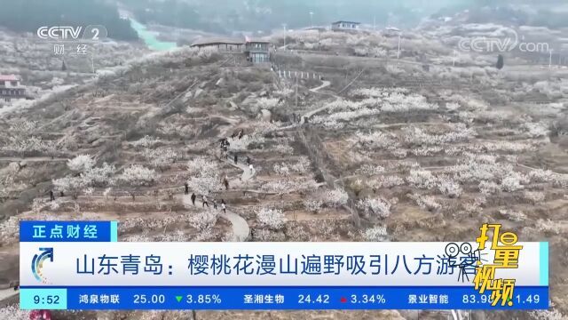 山东青岛:樱桃花漫山遍野吸引八方游客