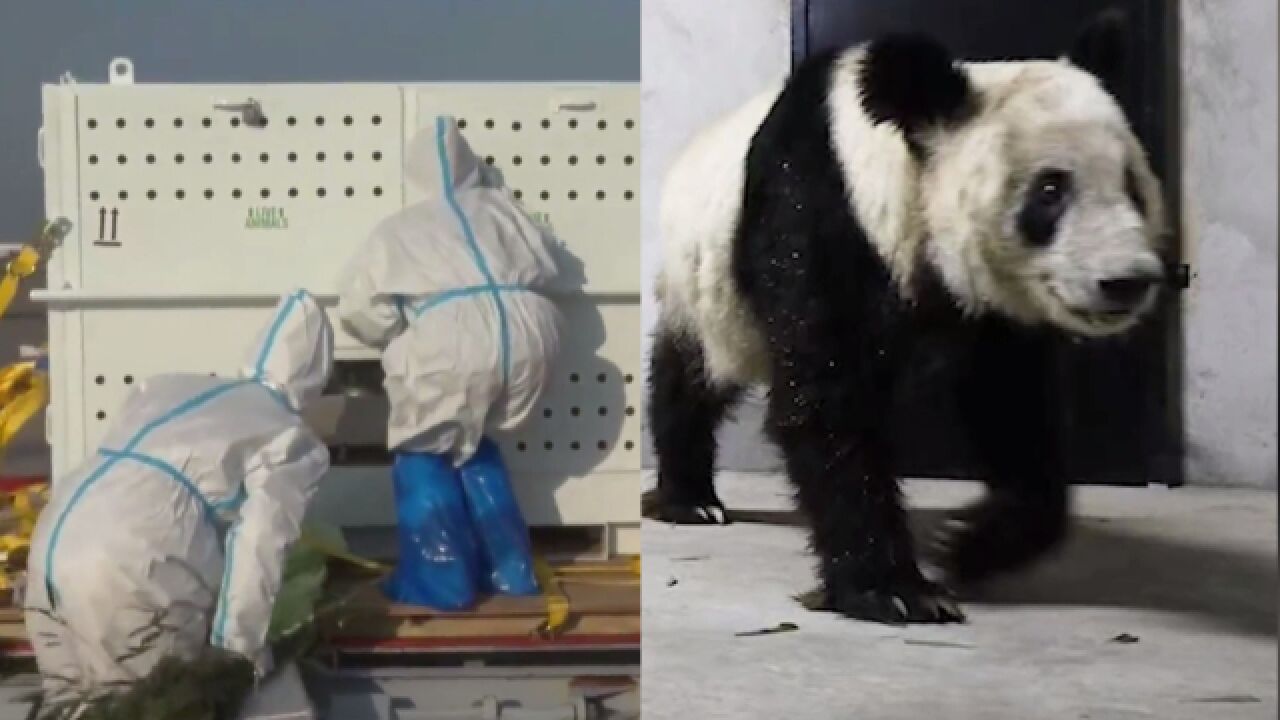 旅美大熊猫丫丫回国首次露面,新家嫩竹堆成山,眼睛里终于有光了_腾讯视频