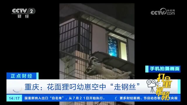 重庆:花面狸叼幼崽空中“走钢丝”,视频记录惊险一幕