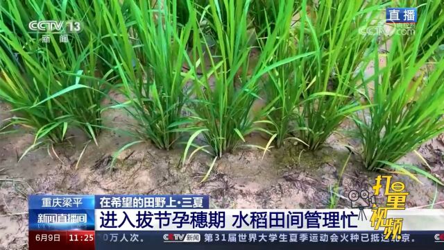 重庆梁平:水稻进入拔节孕穗期,田间管理十分重要