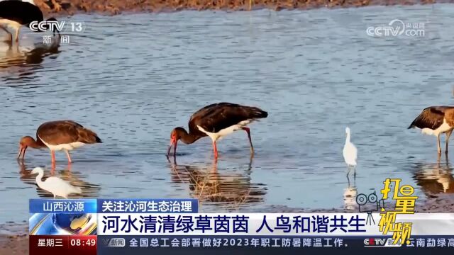 关注沁河生态治理!河水清清绿草茵茵,人鸟和谐共生