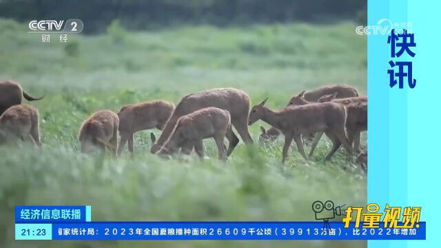 湖北:报喜!石首麋鹿国家级自然保护区新生麋鹿460头