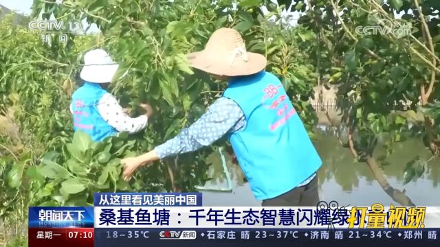 桑基鱼塘:千年生态智慧闪耀绿水青山间,人与自然和谐共生