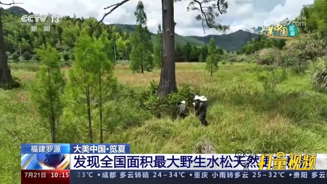 生态持续向好!福建罗源发现全国面积最大野生水松天然更新群落