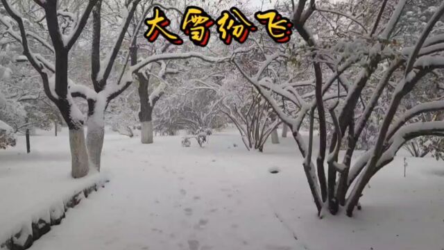 带你看看4点就天黑的东北,寒流与大雪的顶配