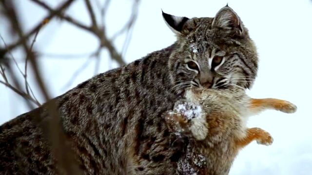 青海拍到5只猞猁\