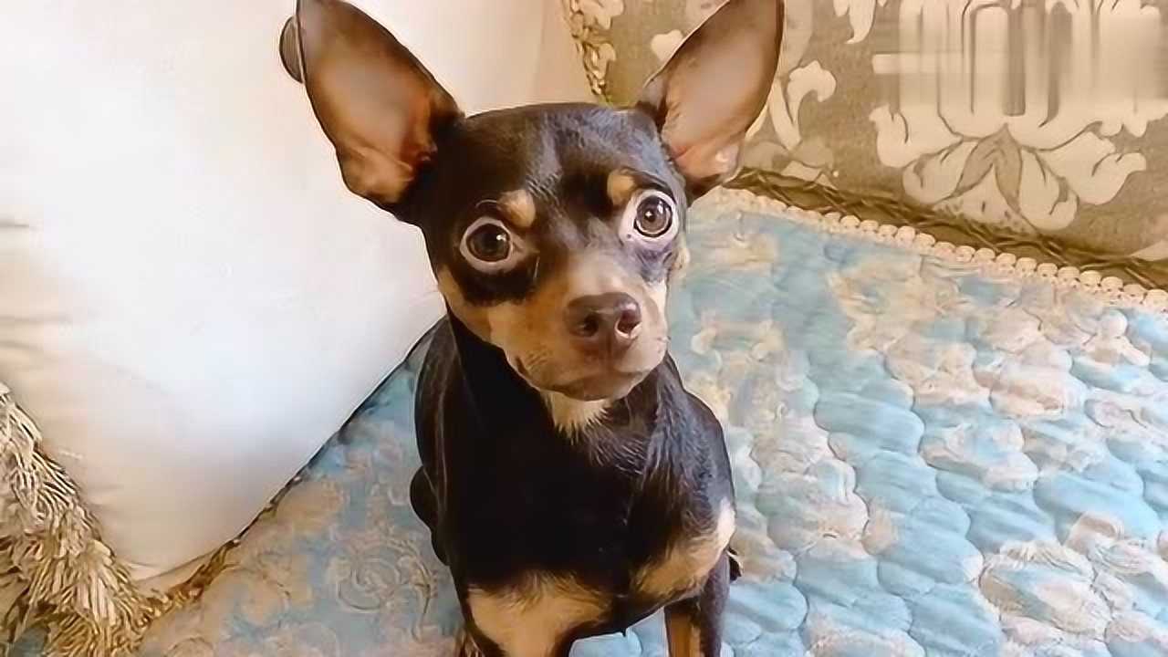 啵啵乐看不惯主人点外卖,为让主人做饭吃,瞧它是如何做的,真逗