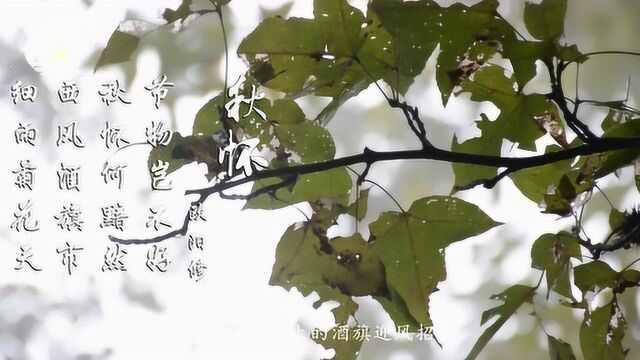 欧阳修 秋怀 西风酒旗市 细雨菊花天