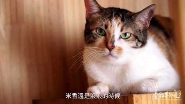 养猫百科:猫咪要怎么吃才对?干饲料、猫罐头,怎麽选择?