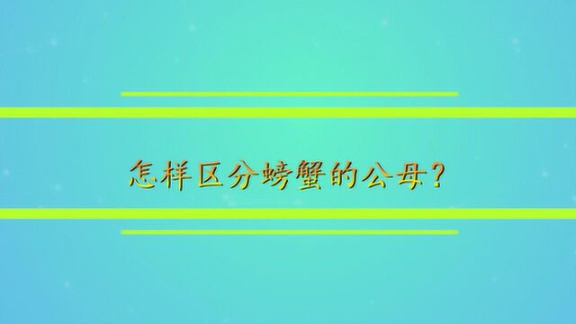 怎样区分螃蟹的公母?