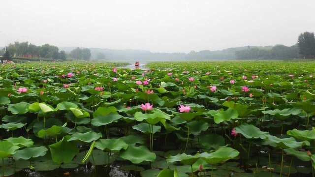 荷花和莲花是同一种植物吗,怎么区别它们呢?今天算长见识了