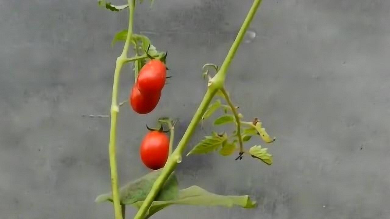 茄子树上嫁接辣椒跟西红柿