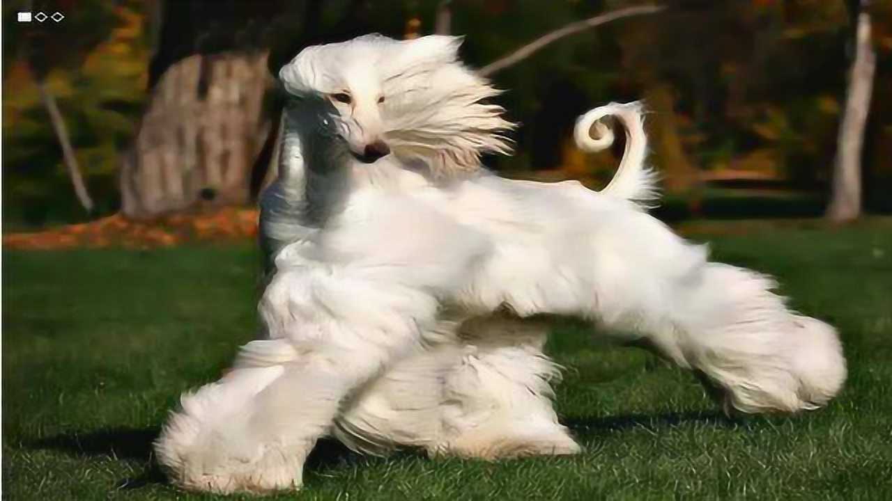 阿富汗猎犬,号称世界上最美的狗,来感受一下它们的盛世美颜