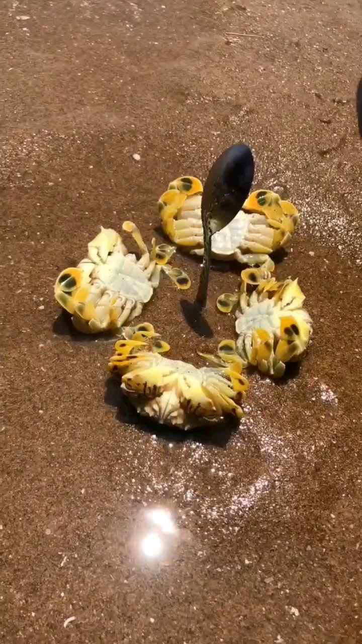 可爱的花旦蟹802次播放2019年10月11日看你这么努力