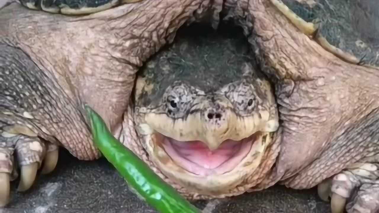 鳄龟挑战魔鬼辣椒,听这咬辣椒的声音就知道有多辣,这表情都扭曲了!