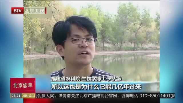 历史比恐龙还要久远的“三眼恐龙虾” 现身老龙河胡杨林