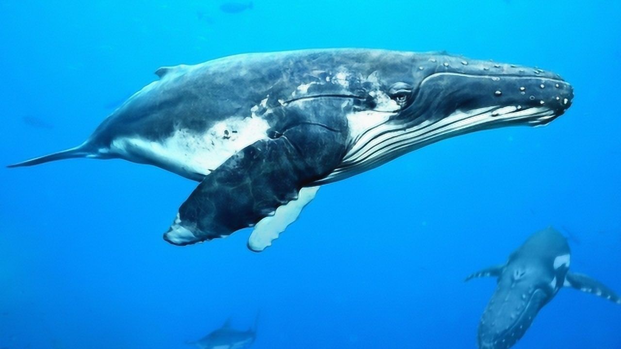 为啥海洋馆里看到不蓝鲸的身影?没有人敢尝试着养,看完就明白其中道理