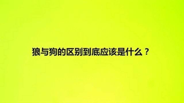 狼与狗的区别到底应该是什么?