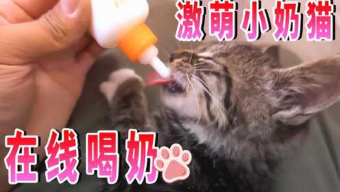 猫咪日记：小伙喂猫咪喝奶，现在找到当妈妈的感觉！